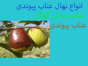 عناب پیوندی