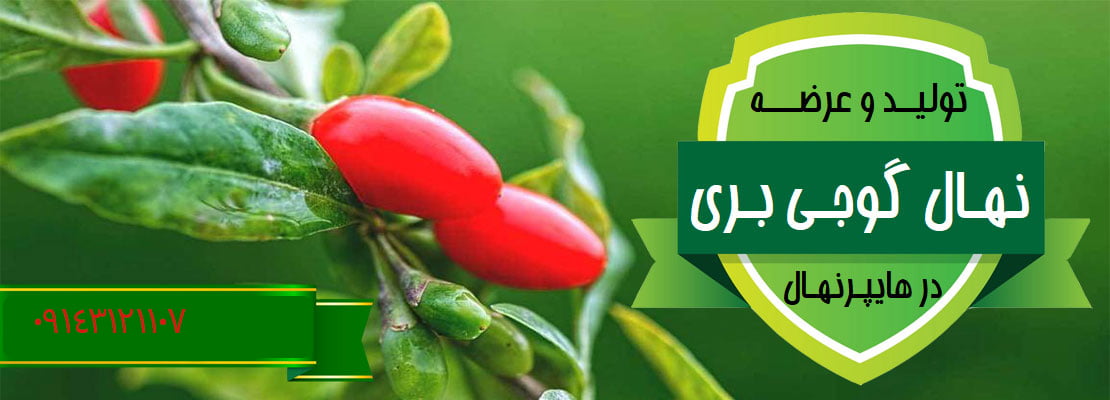 نهال کوجه بری