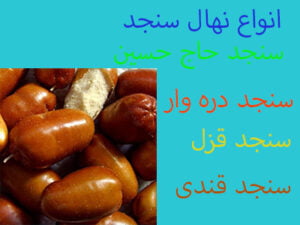 سنجد