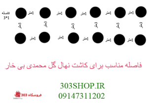 آموزش کاشت نهال گل محمدی بی خار