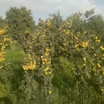 نهال آلوچه زرد خشکباری سیدی