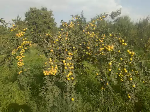 نهال آلوچه زرد خشکباری سیدی