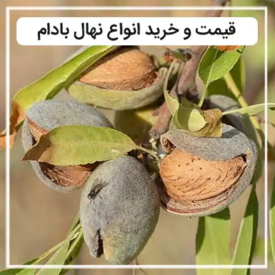 خرید نهال بادام