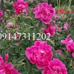 خرید نهال گل محمدی
