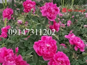 خرید نهال گل محمدی