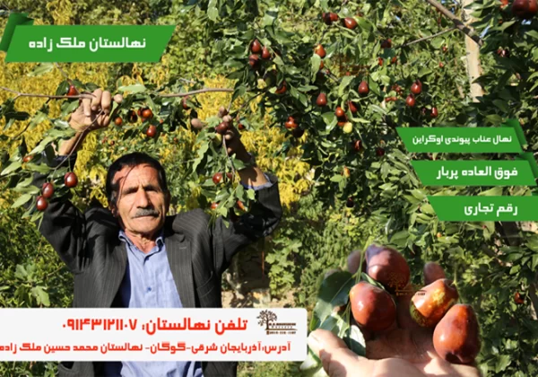 خرید نهال عناب پیوندی