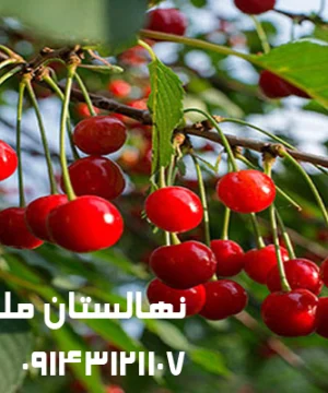 نهال البالو سیگانی