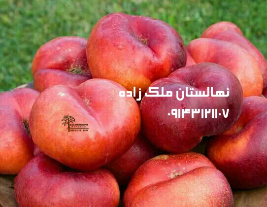 خرید نهال شلیل
