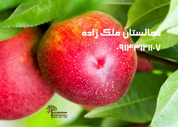نهال شلیل رد گلد
