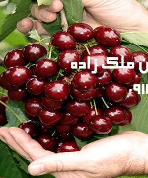 نهال گیلاس تکدانه