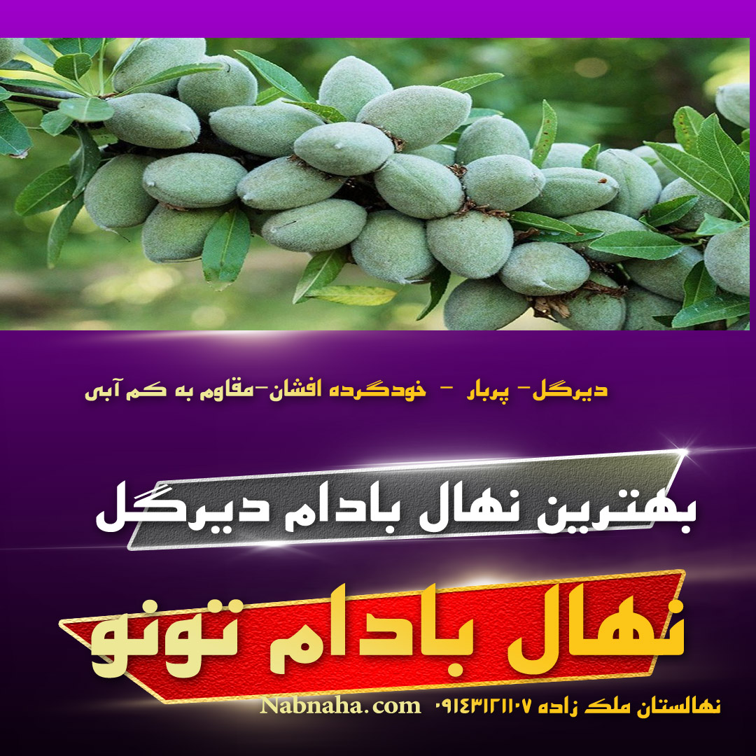 خرید نهال بادام تونو