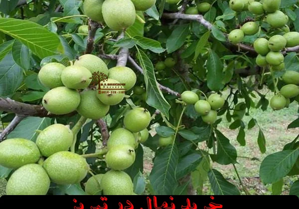 خرید نهال در تبریز