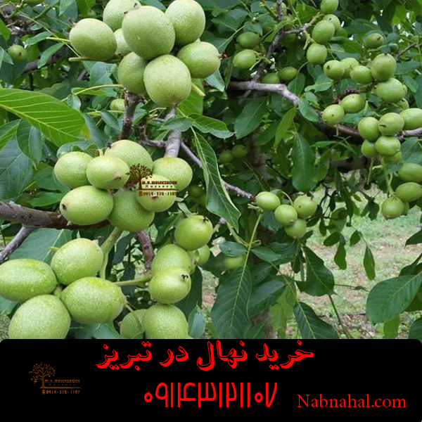 خرید نهال در تبریز