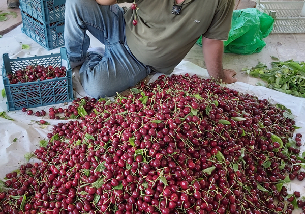 خرید نهال گیلاس