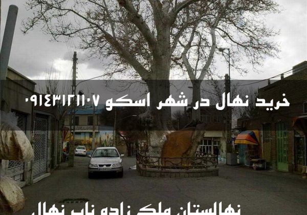 خرید نهال در اسکو