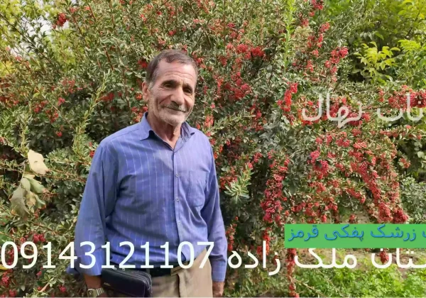 بهترین نهالستان ایران