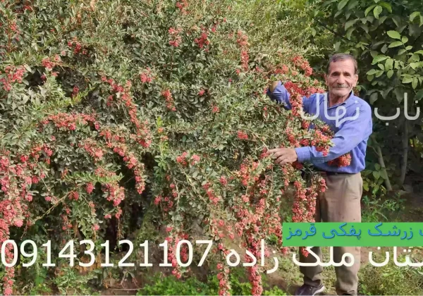 عکس-زرشک-قرمز