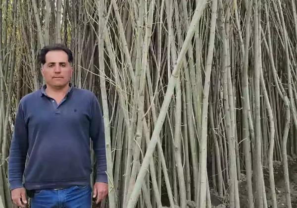 نهالستان صنوبر