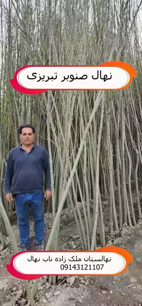 خرید نهال صنوبر