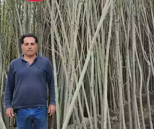 خرید نهال صنوبر