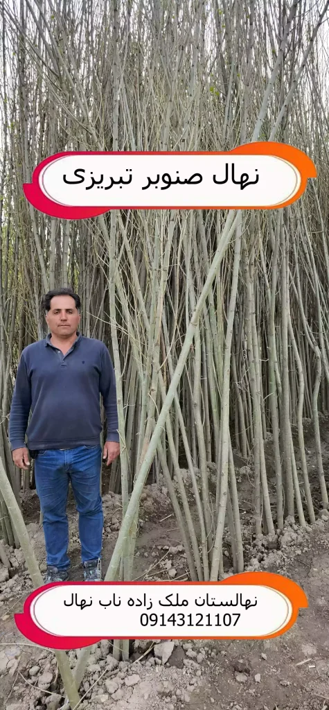 خرید نهال صنوبر در مازندران
