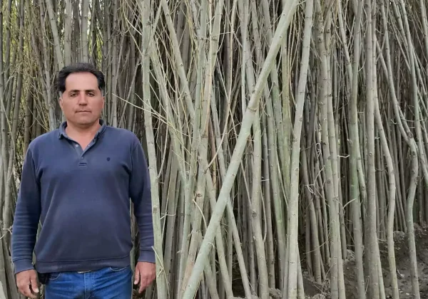 خرید نهال صنوبر در مازندران