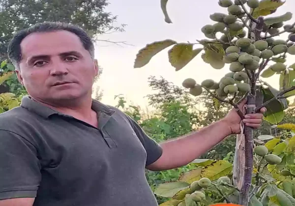 خرید نهال گردو