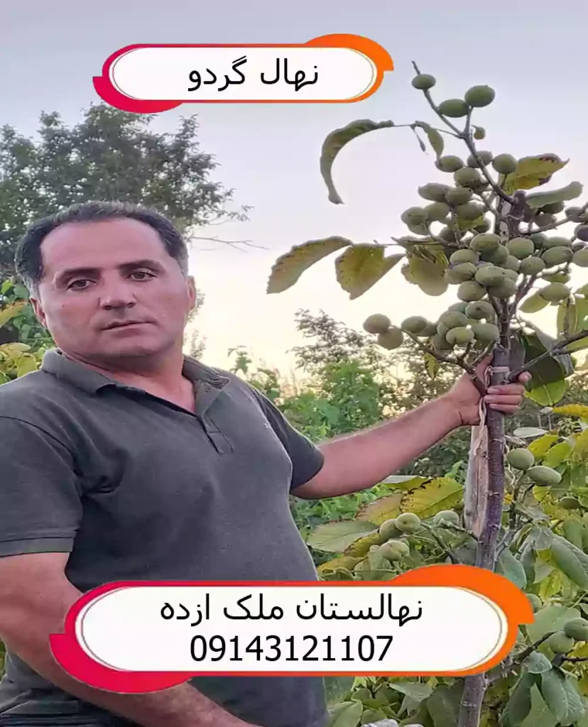 خرید نهال گردو