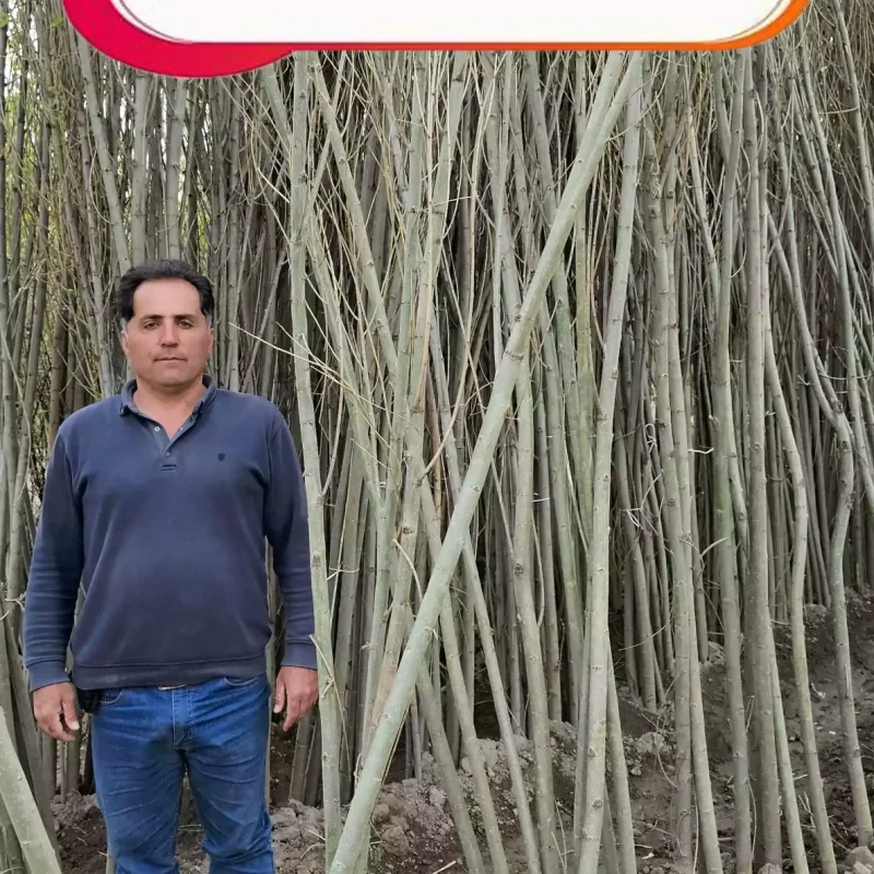 خرید نهال صنوبر