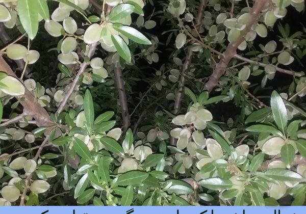 خرید نهال بادام دیرگل