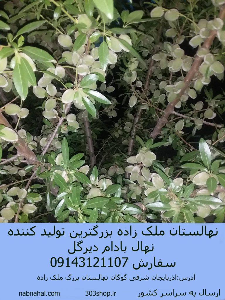 خرید نهال بادام دیرگل