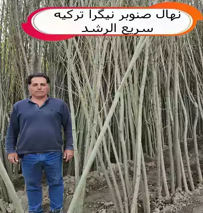 خرید نهال صنوبر نیگرا ترکیه سریع الرشد