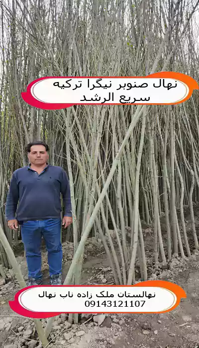 خرید نهال صنوبر نیگرا ترکیه سریع الرشد