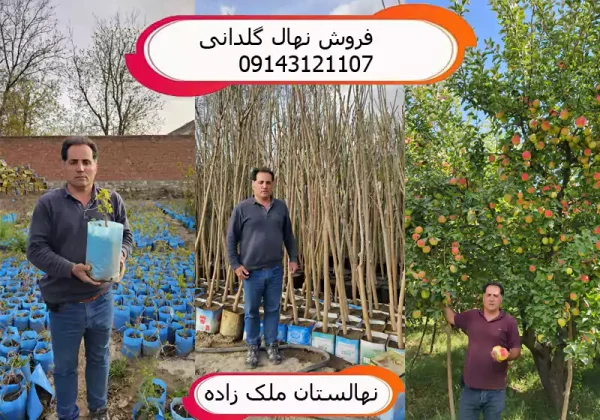 فروش نهال گلدانی