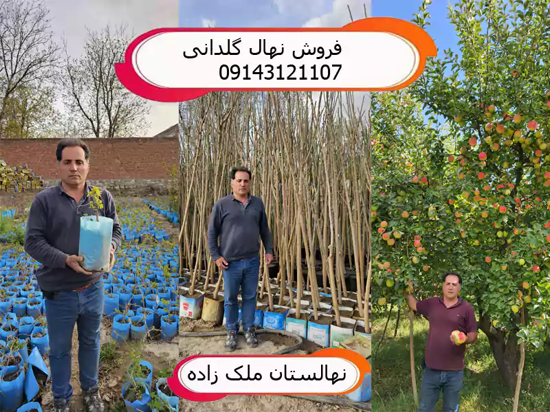 فروش نهال گلدانی