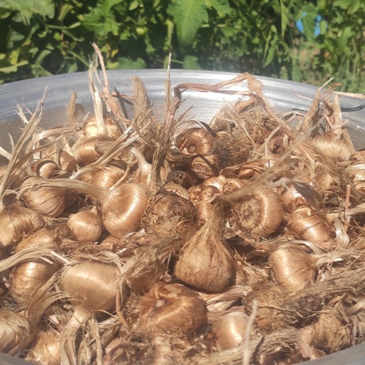 خرید بذر زعفران