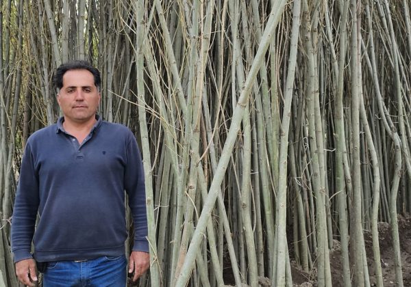 خرید نهال صنوبر نیگرا ترکیه