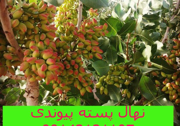خرید نهال پسته