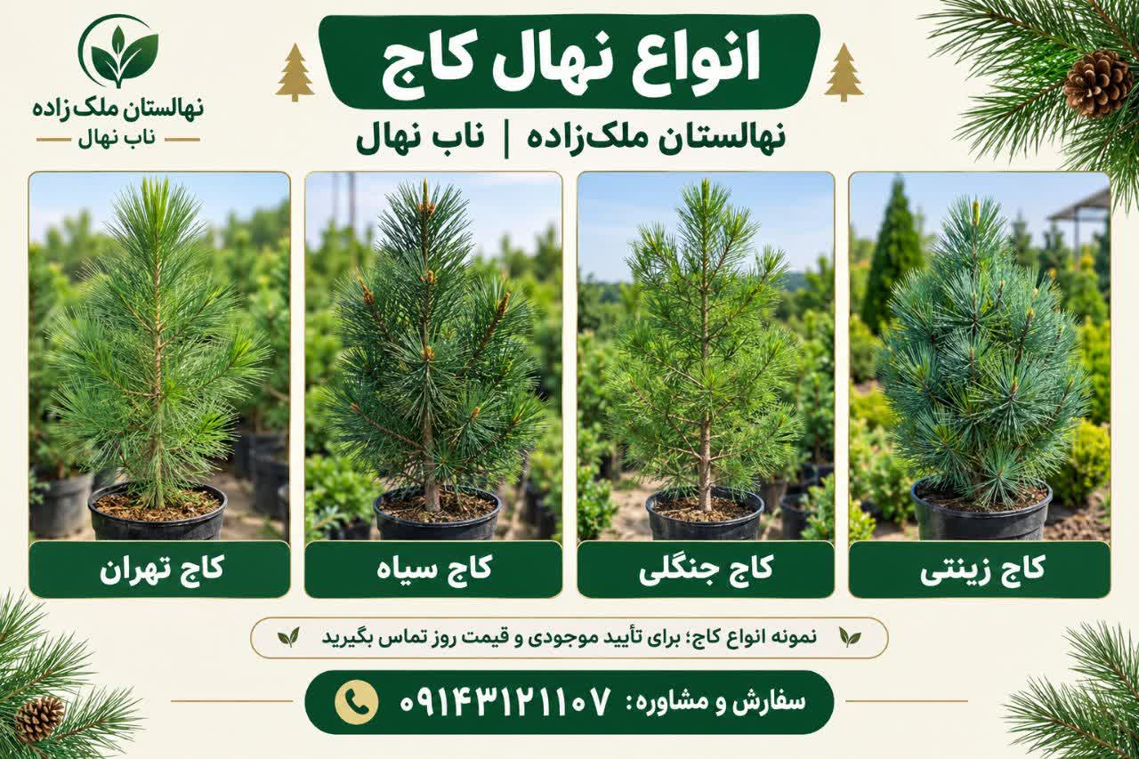 خرید نهال کاج