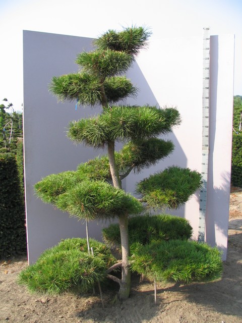کاج سیاه ژاپنی